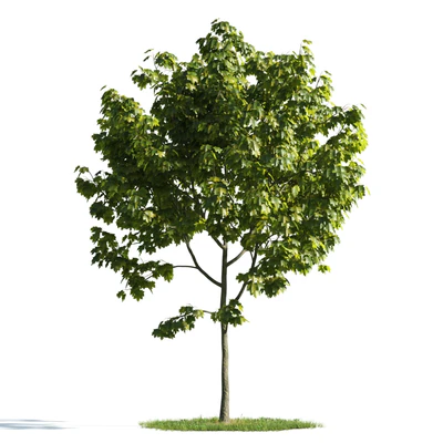 trees 014 — Descargar