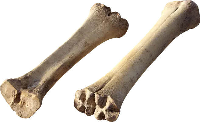 animal leg bone 003 — Скачать