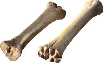 animal leg bone 003 — Скачать