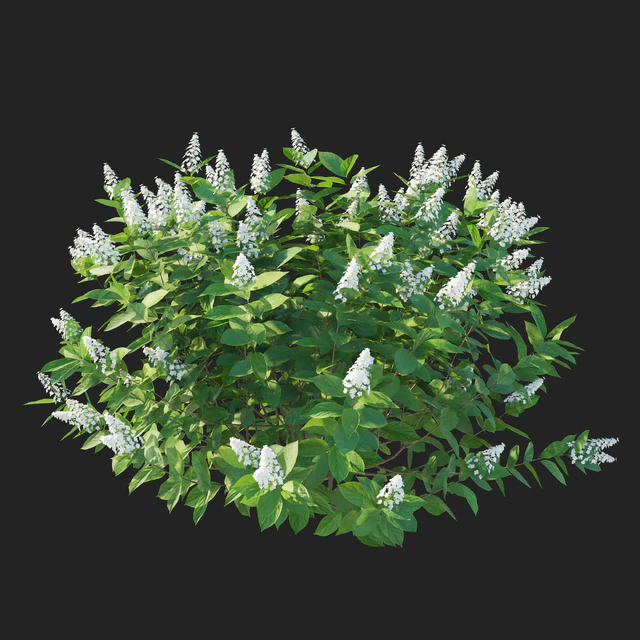 Hydrangea paniculata Tardiva — Скачать