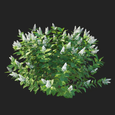 Hydrangea paniculata Tardiva — Вид 5