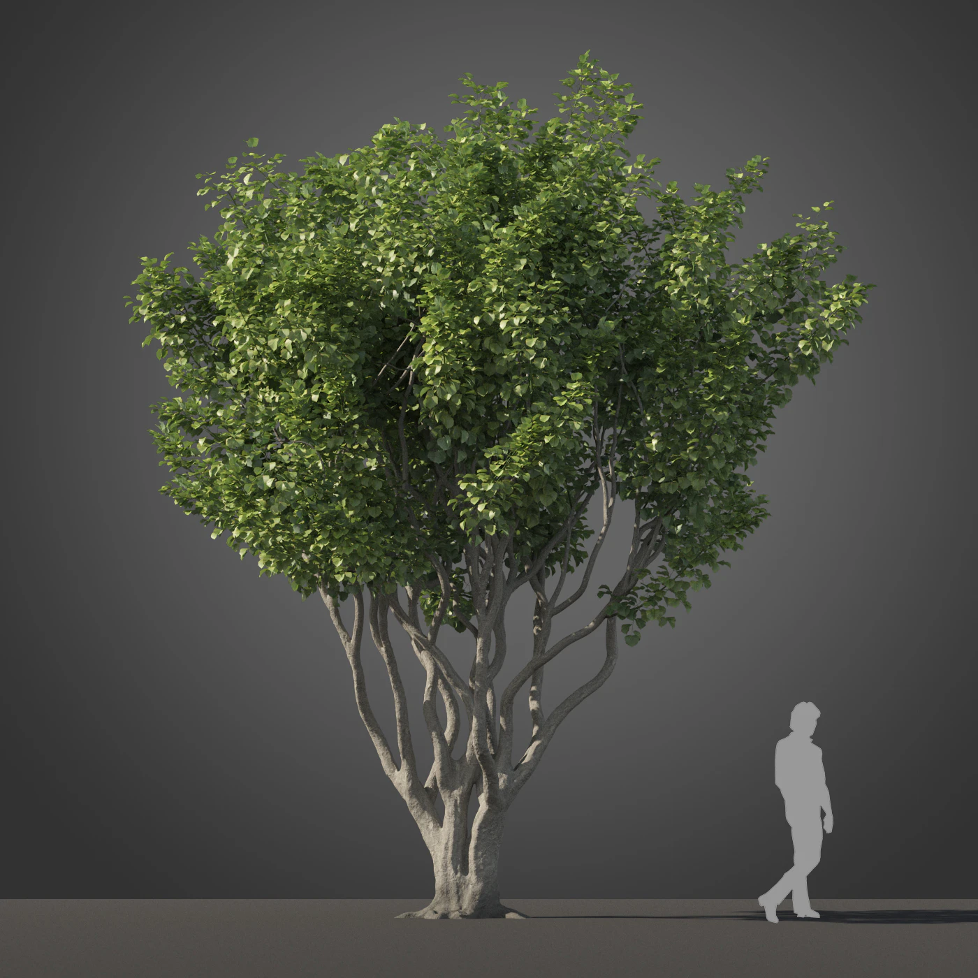 subtropical trees 027 — Descargar