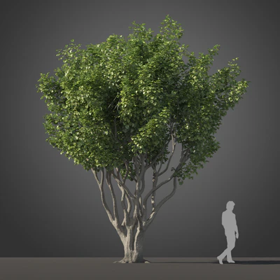 subtropical trees 027 — Descargar