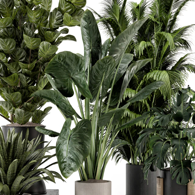 Indoor Plants in Ferm Living Bau Pot Large - Set 1188 — Descargar