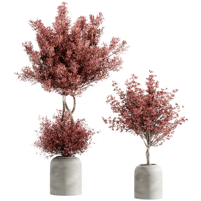 indoor plant set 21 — Вид 3