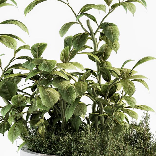 indoor Plant Set 191 - Plant in pot — Descargar