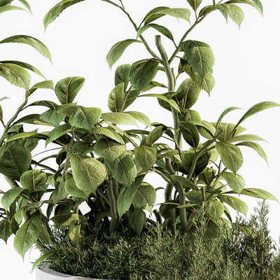indoor Plant Set 191 - Plant in pot — Ver 5