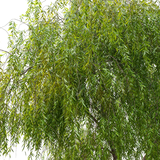 Weeping Willow 3 — Скачать
