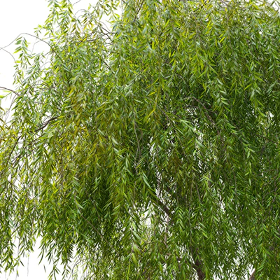 Weeping Willow 3 — Вид 5
