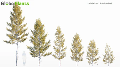 larix laricina — скачать