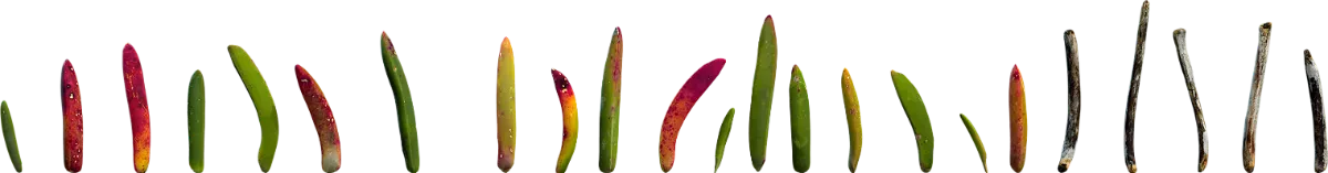 succulents set 001 — Descargar