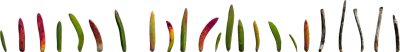 succulents set 001 — Descargar