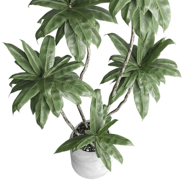 Indoor plant 460 concrete dirt vase plant fiucs tree pot — Descargar