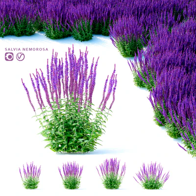 Шалфей дубравный цветы | Salvia nemorosa — Вид 1