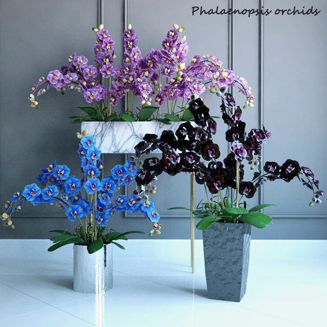 Phalaenopsis Orchids Set - 2 — Скачать