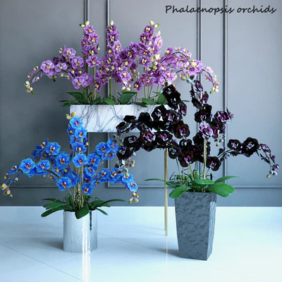 Phalaenopsis Orchids Set - 2 — Вид 1