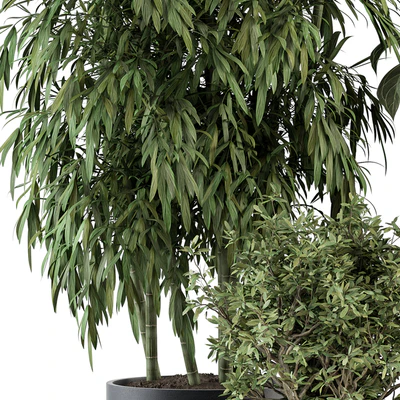 indoor Plant Set 355- Tree and Plant Set in Black pot — Вид 5