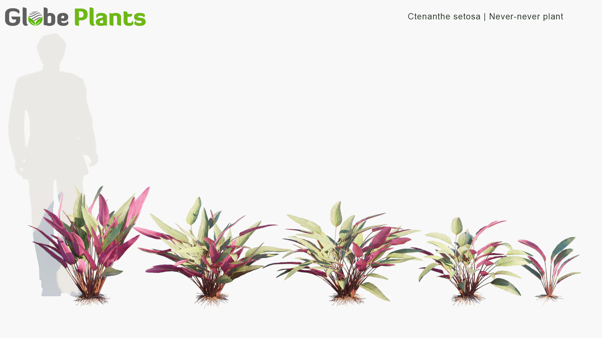 ctenanthe setosa — Скачать