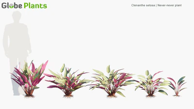 ctenanthe setosa — descargar