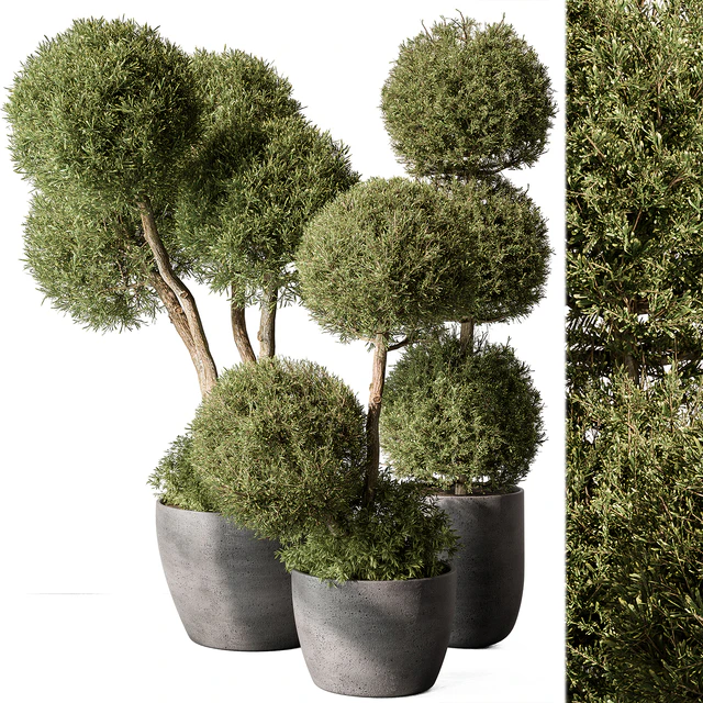 Outdoor Plant Set 414 - Topiary Ball Plant in Pot (Vray) — Descargar