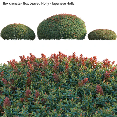 Ilex crenata - Box Leaved Holly - Japanese Holly - 02 — Ver 6