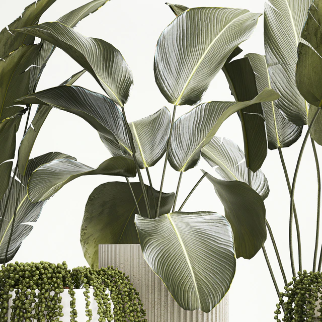 Hanging plants Succulents Rowley and Calathea lutea, Strelitzia in pots. Set of plants 1322 — Descargar