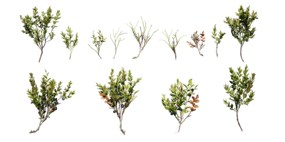 bilberry 002 — Descargar