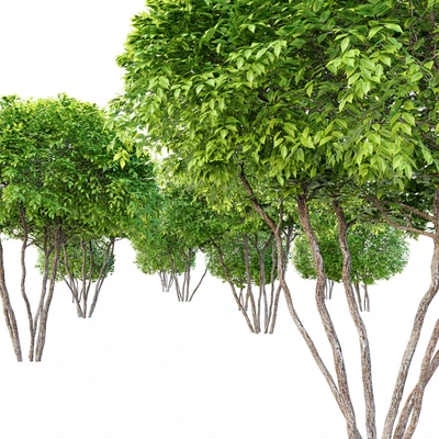 Two coniferous shrub — Вид 3