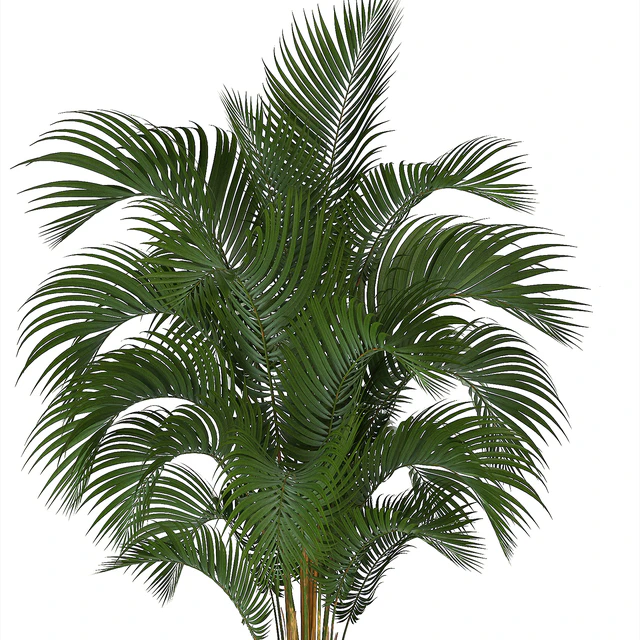 Collection of plants Howea forsteriana 217. Indoor palm, hovea, basket, black flowerpot, bushes, pot — Descargar
