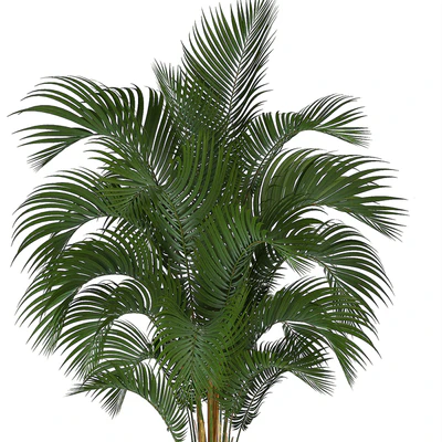 Collection of plants Howea forsteriana 217. Indoor palm, hovea, basket, black flowerpot, bushes, pot — Ver 3