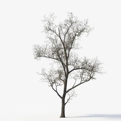 Old poplars — Ver 5