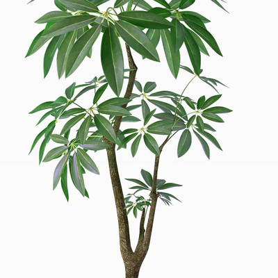 EVA PACHIRA AQUATICA PLANT 37 — Ver 3
