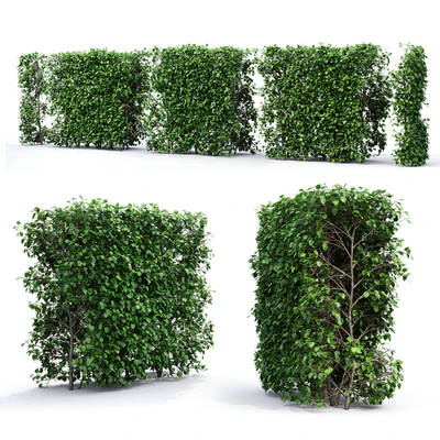 Crataegus hedge (2.2m) — Ver 3