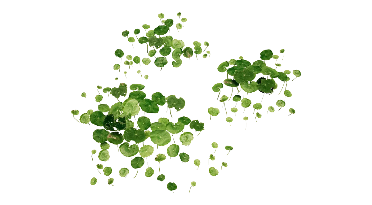 nasturtium 001 — Скачать