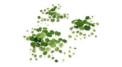 nasturtium 001 — Скачать