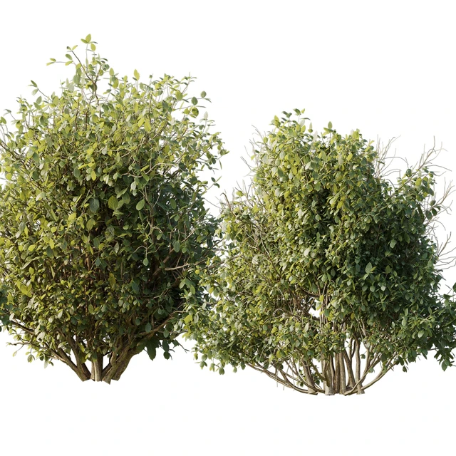 Collection mixed plants bush shrubs set 04 — Descargar