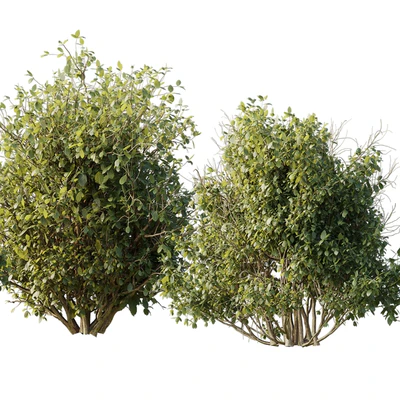 Collection mixed plants bush shrubs set 04 — Ver 5