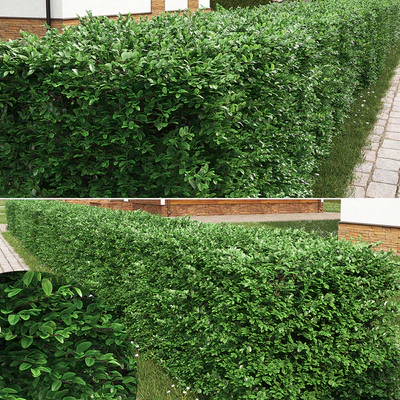 Buxus hedge — Вид 3