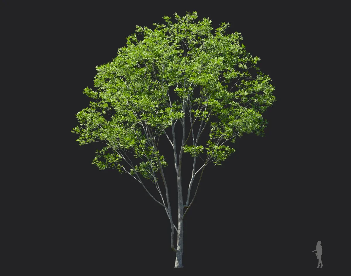 fraxinus rhynchophylla 001 — Скачать