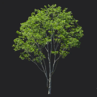 fraxinus rhynchophylla 001 — Скачать