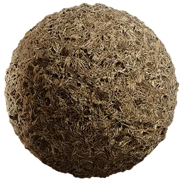 grass dried 027 — Скачать