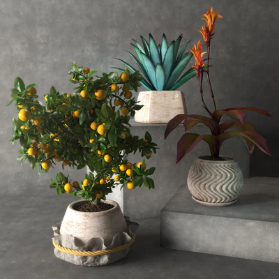 Tropical plants — Ver 1