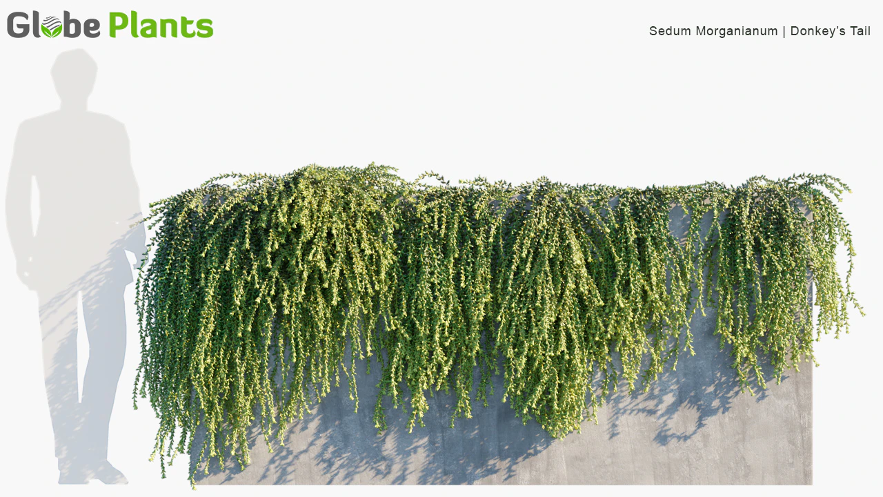 sedum morganianum — Download