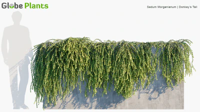 sedum morganianum — download