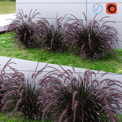 Ornamental grass Fountaingrass purple dark — Вид 1