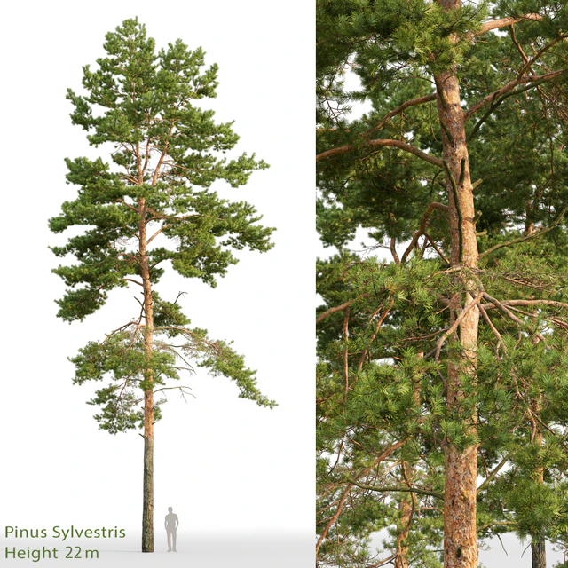 Pine — Скачать