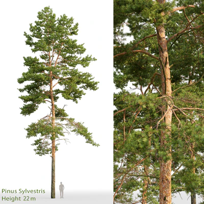 Pine — Вид 1