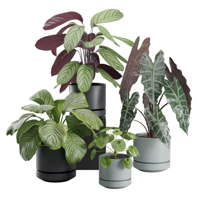 Indoor Plant Pack 30 — Download