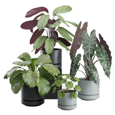 Indoor Plant Pack 30 — View 1