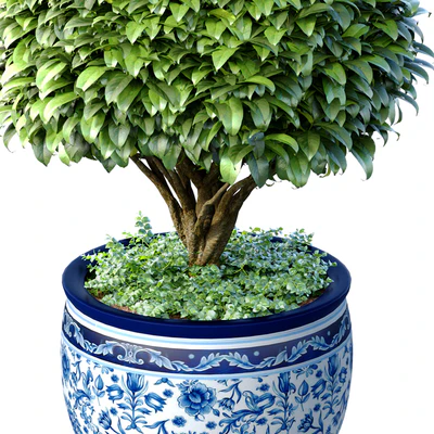Decorative tree in an Italian vase. Indoor plant — Ver 3
